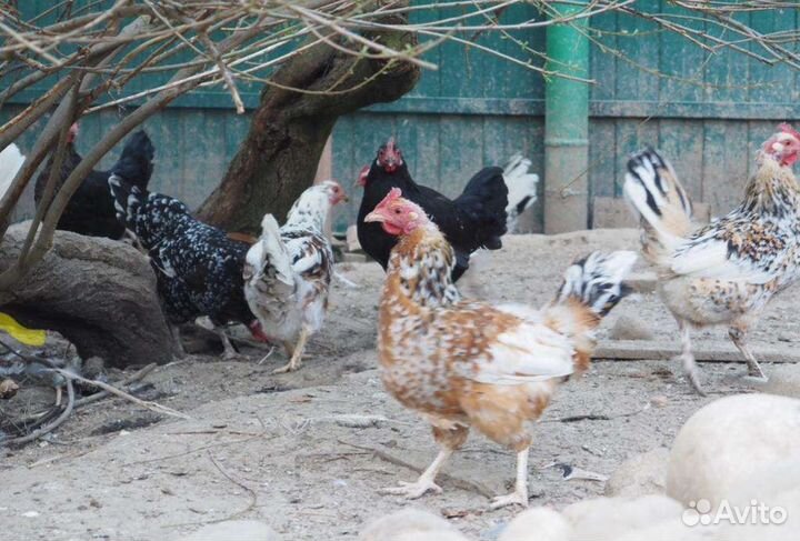 Куры петухи брама изабелла, палевая.Индюки