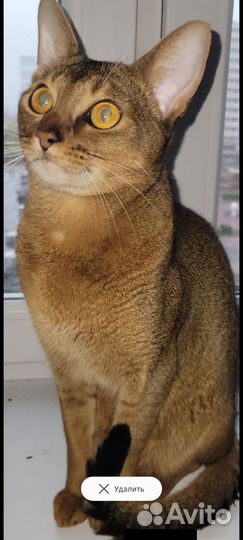 Кот вязка