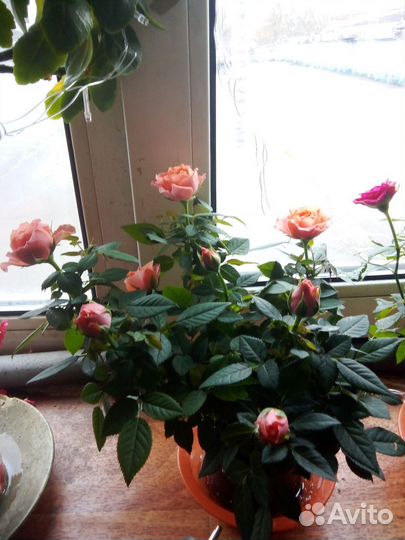 Сирийский хомяк с клеткой