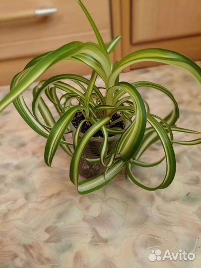 Хлорофитум кучерявый