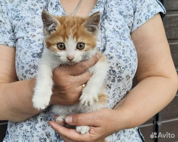 Котенок девочка 1,5 мес в дар