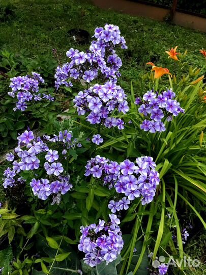 Флокс неон ауреоле