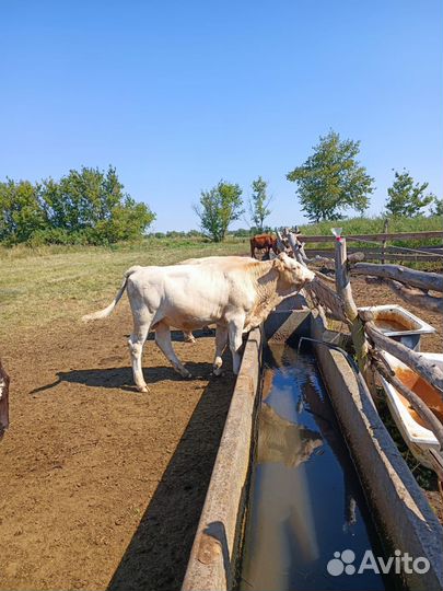 Телята бычки от 6 мес