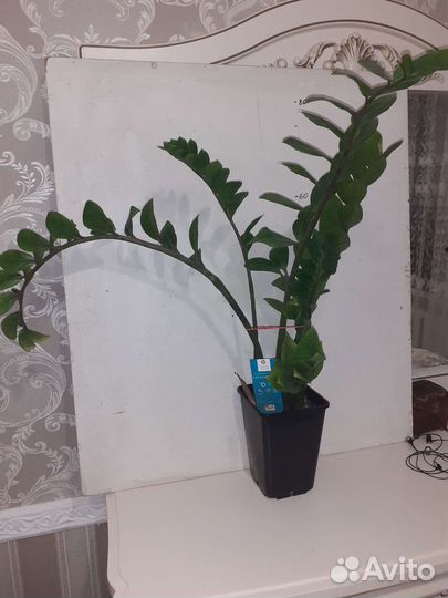 Замиокулькас