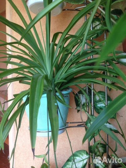 Хлорофитум