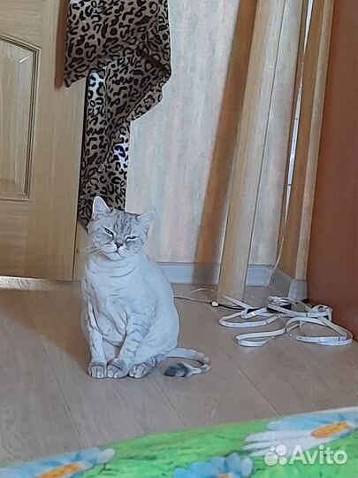 Потерялся кот в набережных челнах