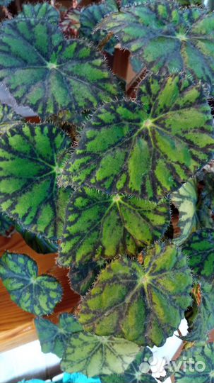 Комнатные растения