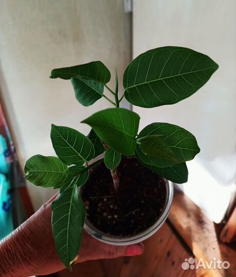 Комнатные цветы. Взрослые растения