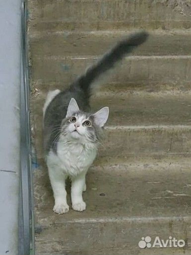 Котёнок девочка в добрые руки