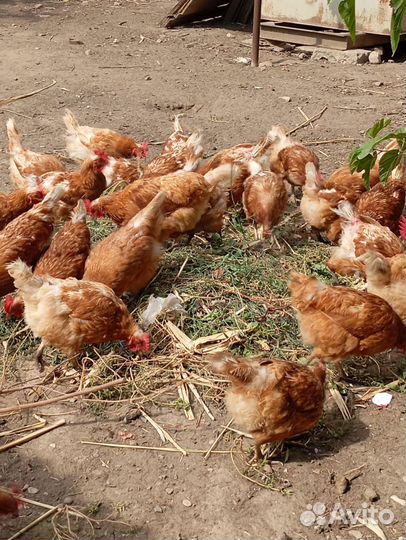 Домашние куры несушки