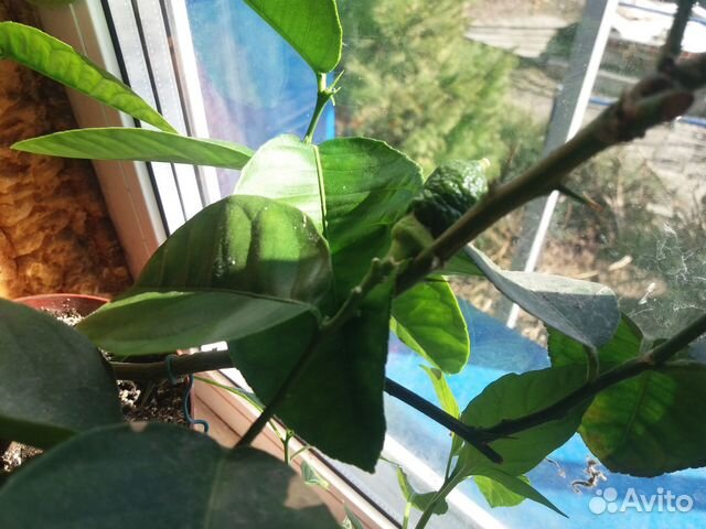 Лимон с плодами и апельсин