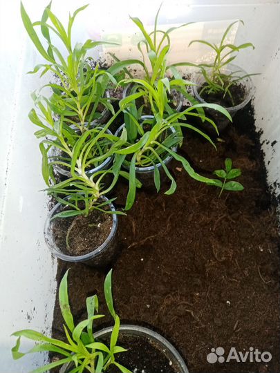 Гвоздика ампельная вегетативная