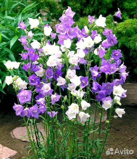 Колокольчик белый и лиловый посад. Материал