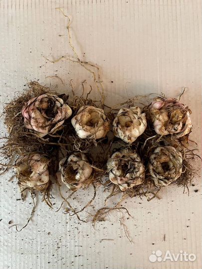 Лилии луковицы