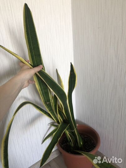 Сансевиерия лауренти