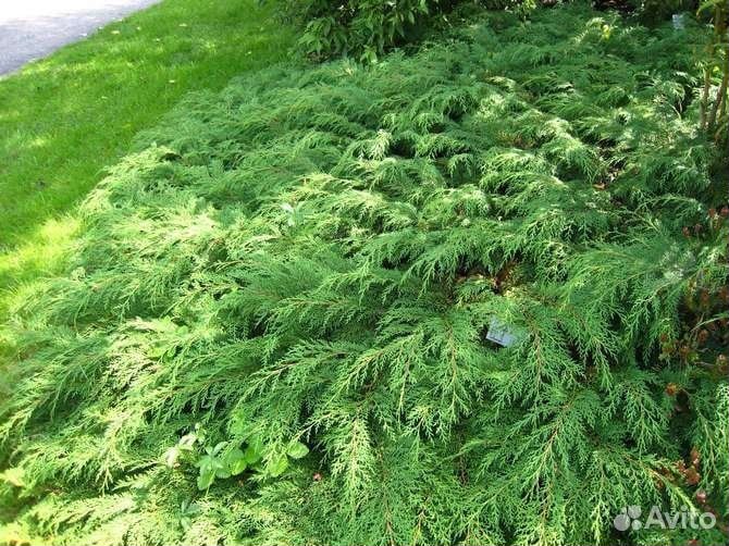 Видовая микробиота