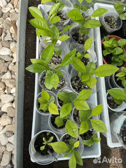 Сеянцы Помело и лимонов для прививок