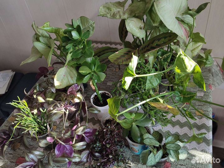 Комнатные цветы