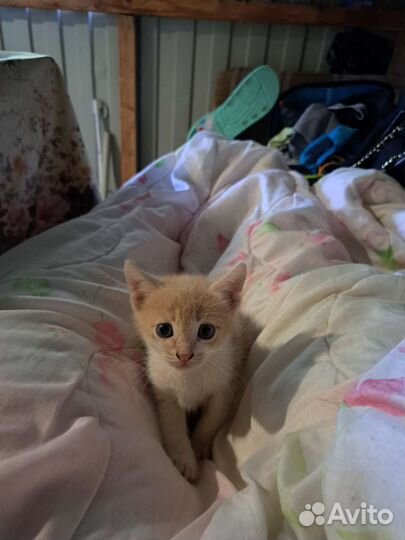 Кошки в добрые руки за 1 р