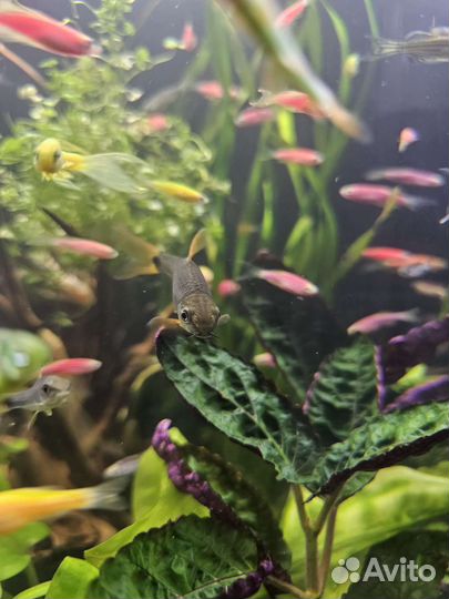 Водорослеед GLO, кардиналы, данио, растение