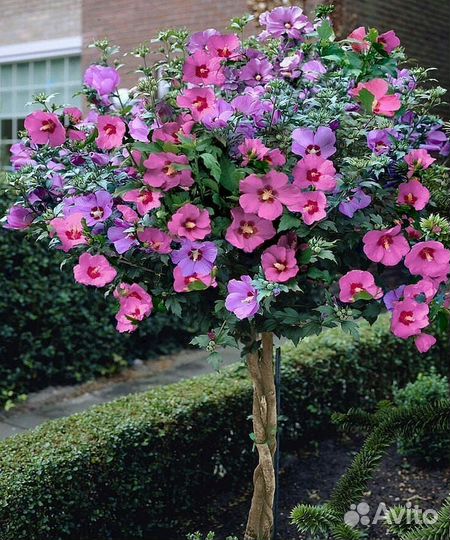 Гибискус древовидный - Суданская роза