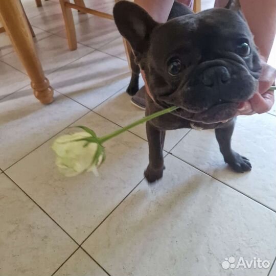 Кобель французского бульдога для вязки