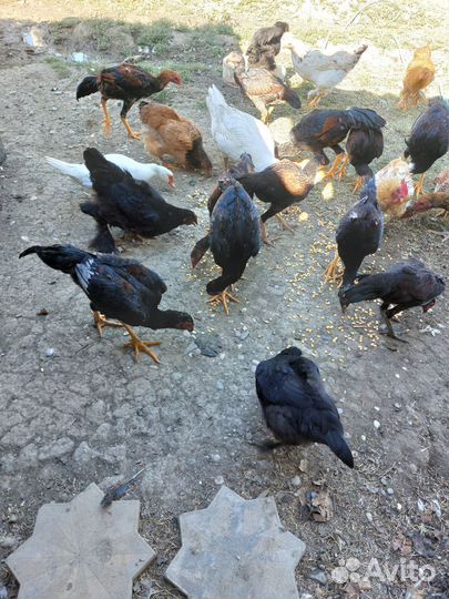 Бойцовые петухи