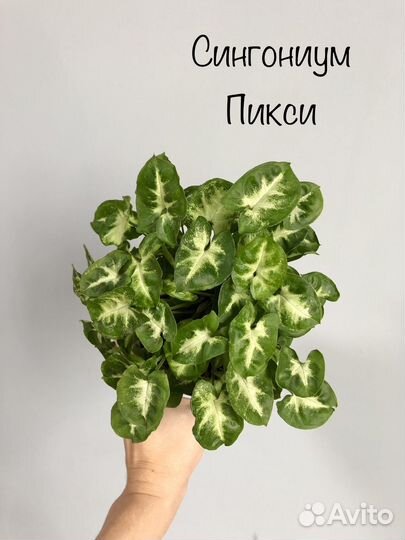 Сингониумы сортовые