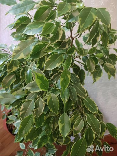 Фикусы бенджамина