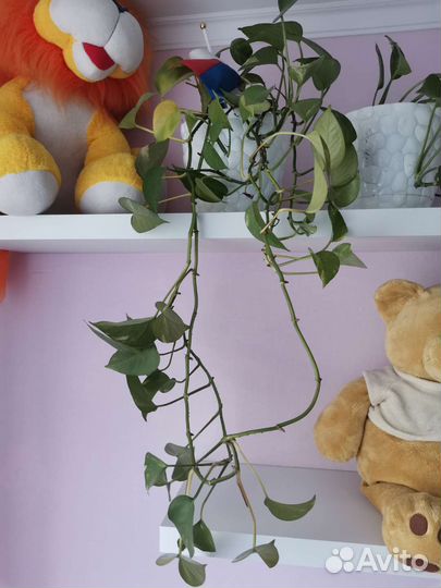 Комнатные растения