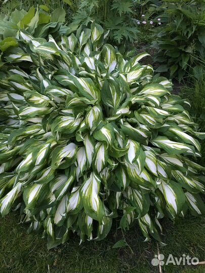 Хоста растение