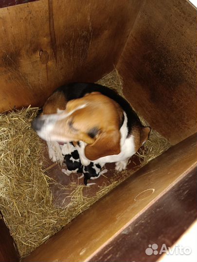 Эстонская гончая щенки