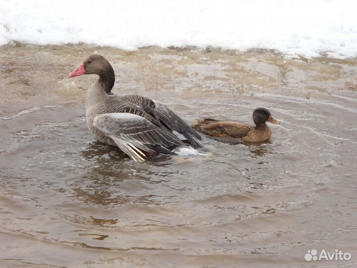 Подсадные утки