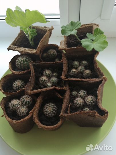 Кактус укорененный