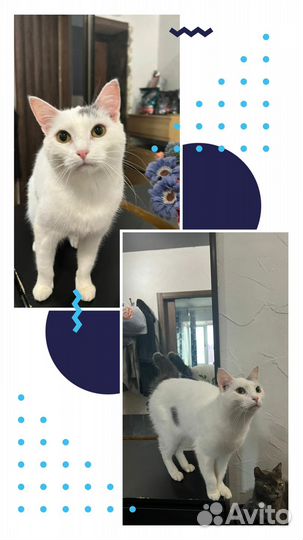 Симпатичный котик в добрые руки