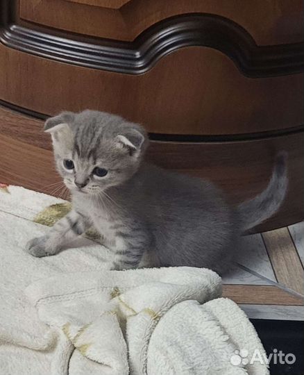 Шотландские котята - 4 штук. Родились 26 июля