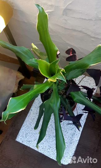 Пальма (Драцена душистая)