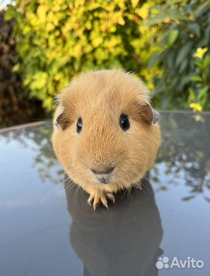 Морская свинка английский селф самец