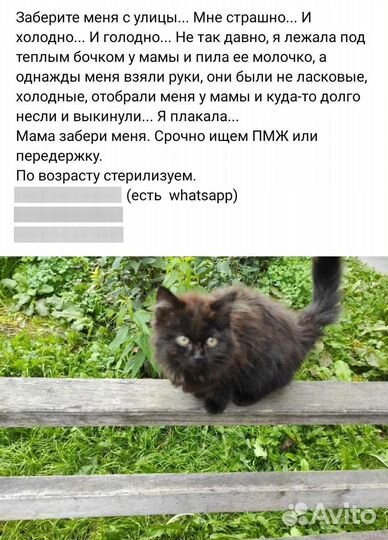 Кошка