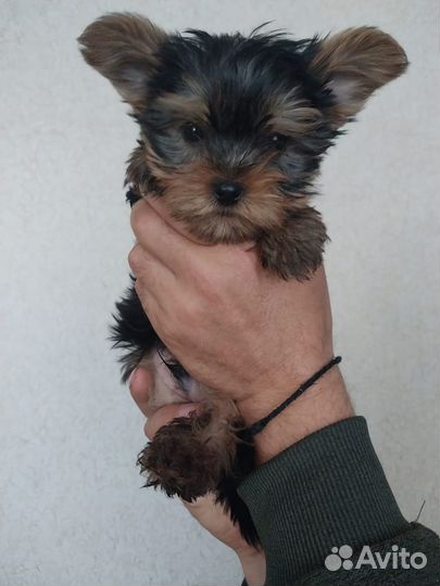 Йоркширский терьер мини