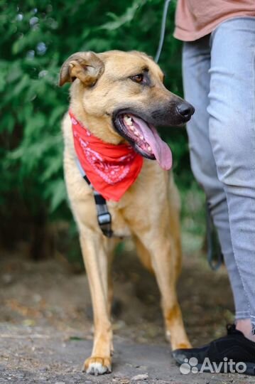 Лео хочет быть домашним