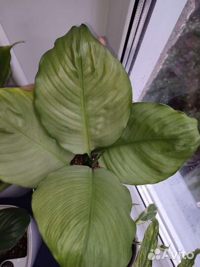 Спатифиллум Спилт милк круглый лист