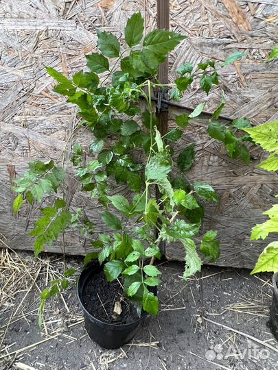 Саженцы кампсиса