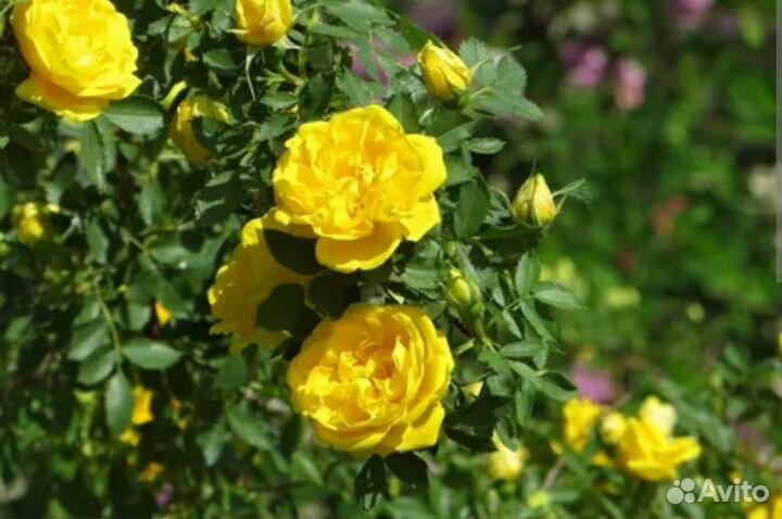 Роза жёлтая