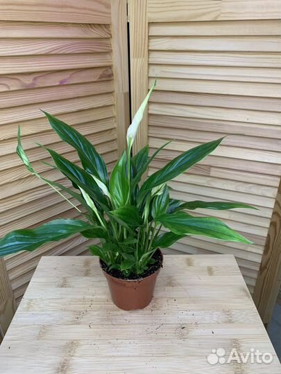 Спатифиллум Шопен