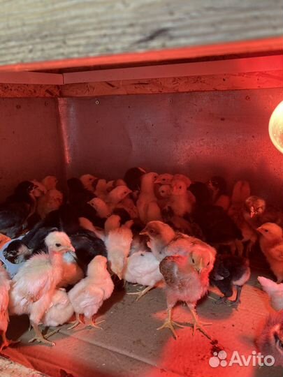 Подрощенные домашние, породистые цыплята