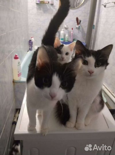 Кошки в добрые руки бесплатно