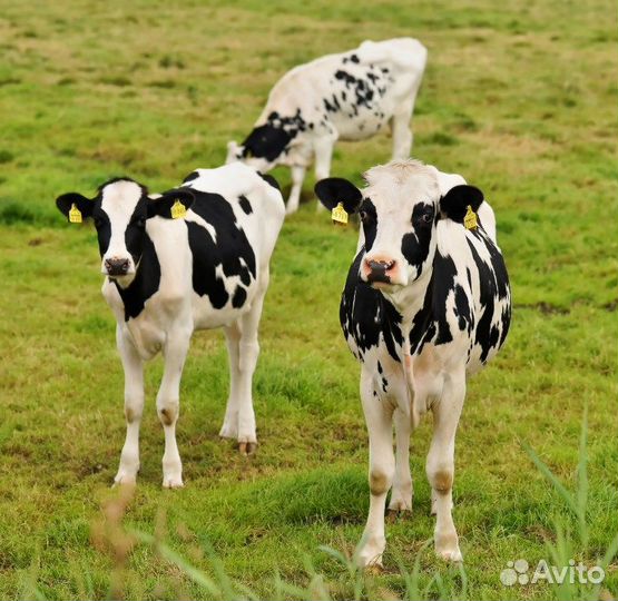 Телята и бычки