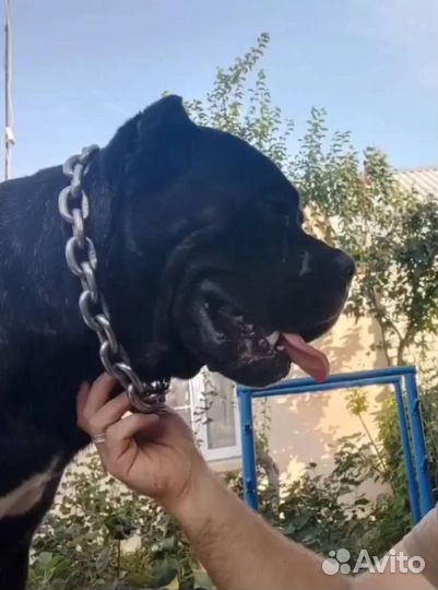 Кобель вязка кане Корсо