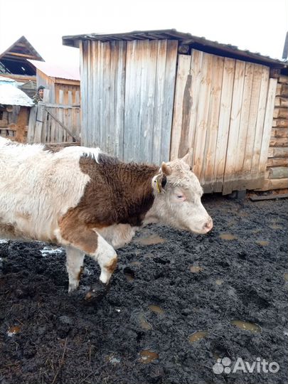 Коровы и быки